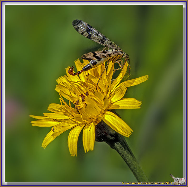 Mouche Scorpion